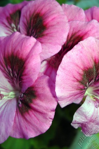 A mobile wallpaper and MMS picture for Apple iPhone 7s, 6s, 5s, 4s, Plus, iPods, iPads, New iPads, Samsung Galaxy S Series and Notes, Sony Ericsson Xperia, LG Mobile Phones, Tablets and Devices: Dark pink mottled Pelargonia -Geranium- flower.
