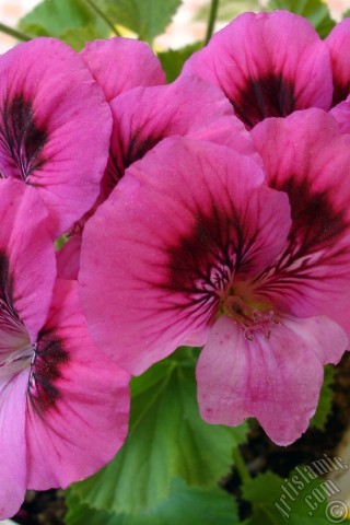 A mobile wallpaper and MMS picture for Apple iPhone 7s, 6s, 5s, 4s, Plus, iPods, iPads, New iPads, Samsung Galaxy S Series and Notes, Sony Ericsson Xperia, LG Mobile Phones, Tablets and Devices: Dark pink mottled Pelargonia -Geranium- flower.
