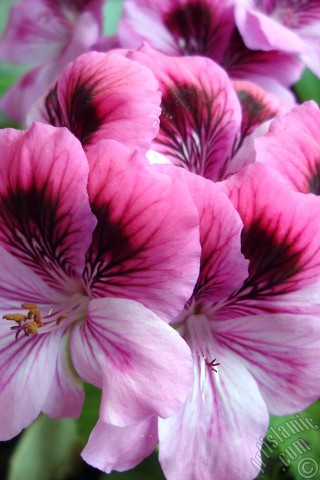 A mobile wallpaper and MMS picture for Apple iPhone 7s, 6s, 5s, 4s, Plus, iPods, iPads, New iPads, Samsung Galaxy S Series and Notes, Sony Ericsson Xperia, LG Mobile Phones, Tablets and Devices: Dark pink mottled Pelargonia -Geranium- flower.
