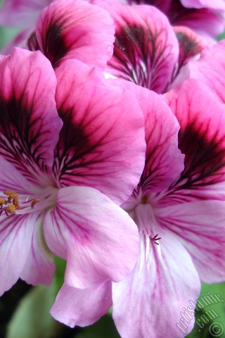 A mobile wallpaper and MMS picture for Apple iPhone 7s, 6s, 5s, 4s, Plus, iPods, iPads, New iPads, Samsung Galaxy S Series and Notes, Sony Ericsson Xperia, LG Mobile Phones, Tablets and Devices: Dark pink mottled Pelargonia -Geranium- flower.
