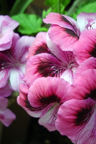 A mobile wallpaper and MMS picture for Apple iPhone 7s, 6s, 5s, 4s, Plus, iPods, iPads, New iPads, Samsung Galaxy S Series and Notes, Sony Ericsson Xperia, LG Mobile Phones, Tablets and Devices: Dark pink mottled Pelargonia -Geranium- flower.
