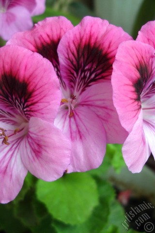 A mobile wallpaper and MMS picture for Apple iPhone 7s, 6s, 5s, 4s, Plus, iPods, iPads, New iPads, Samsung Galaxy S Series and Notes, Sony Ericsson Xperia, LG Mobile Phones, Tablets and Devices: Dark pink mottled Pelargonia -Geranium- flower.
