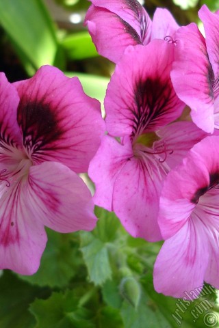 A mobile wallpaper and MMS picture for Apple iPhone 7s, 6s, 5s, 4s, Plus, iPods, iPads, New iPads, Samsung Galaxy S Series and Notes, Sony Ericsson Xperia, LG Mobile Phones, Tablets and Devices: Dark pink mottled Pelargonia -Geranium- flower.
