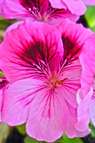 A mobile wallpaper and MMS picture for Apple iPhone 7s, 6s, 5s, 4s, Plus, iPods, iPads, New iPads, Samsung Galaxy S Series and Notes, Sony Ericsson Xperia, LG Mobile Phones, Tablets and Devices: Dark pink mottled Pelargonia -Geranium- flower.
