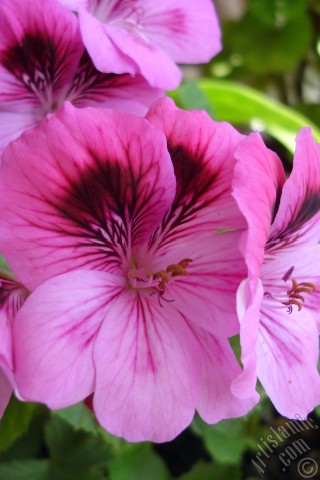 A mobile wallpaper and MMS picture for Apple iPhone 7s, 6s, 5s, 4s, Plus, iPods, iPads, New iPads, Samsung Galaxy S Series and Notes, Sony Ericsson Xperia, LG Mobile Phones, Tablets and Devices: Dark pink mottled Pelargonia -Geranium- flower.
