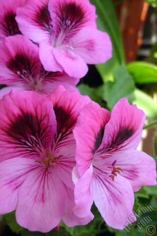 A mobile wallpaper and MMS picture for Apple iPhone 7s, 6s, 5s, 4s, Plus, iPods, iPads, New iPads, Samsung Galaxy S Series and Notes, Sony Ericsson Xperia, LG Mobile Phones, Tablets and Devices: Dark pink mottled Pelargonia -Geranium- flower.
