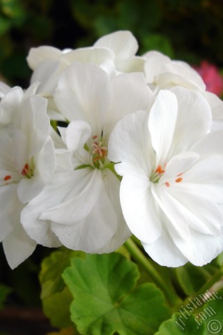 A mobile wallpaper and MMS picture for Apple iPhone 7s, 6s, 5s, 4s, Plus, iPods, iPads, New iPads, Samsung Galaxy S Series and Notes, Sony Ericsson Xperia, LG Mobile Phones, Tablets and Devices: White color Pelargonia -Geranium- flower.
