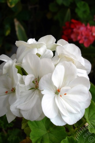 A mobile wallpaper and MMS picture for Apple iPhone 7s, 6s, 5s, 4s, Plus, iPods, iPads, New iPads, Samsung Galaxy S Series and Notes, Sony Ericsson Xperia, LG Mobile Phones, Tablets and Devices: White color Pelargonia -Geranium- flower.
