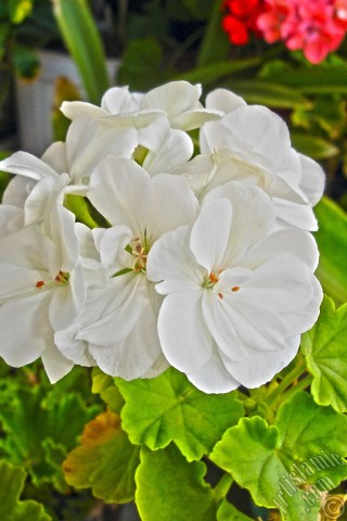 A mobile wallpaper and MMS picture for Apple iPhone 7s, 6s, 5s, 4s, Plus, iPods, iPads, New iPads, Samsung Galaxy S Series and Notes, Sony Ericsson Xperia, LG Mobile Phones, Tablets and Devices: White color Pelargonia -Geranium- flower.
