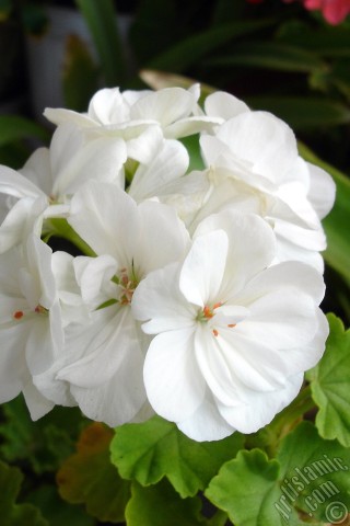 A mobile wallpaper and MMS picture for Apple iPhone 7s, 6s, 5s, 4s, Plus, iPods, iPads, New iPads, Samsung Galaxy S Series and Notes, Sony Ericsson Xperia, LG Mobile Phones, Tablets and Devices: White color Pelargonia -Geranium- flower.
