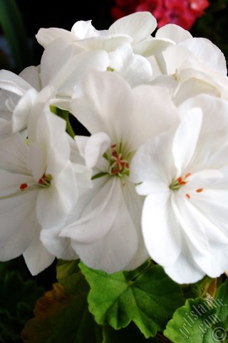 A mobile wallpaper and MMS picture for Apple iPhone 7s, 6s, 5s, 4s, Plus, iPods, iPads, New iPads, Samsung Galaxy S Series and Notes, Sony Ericsson Xperia, LG Mobile Phones, Tablets and Devices: White color Pelargonia -Geranium- flower.
