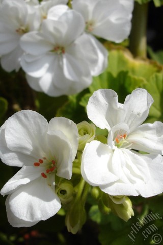 A mobile wallpaper and MMS picture for Apple iPhone 7s, 6s, 5s, 4s, Plus, iPods, iPads, New iPads, Samsung Galaxy S Series and Notes, Sony Ericsson Xperia, LG Mobile Phones, Tablets and Devices: White color Pelargonia -Geranium- flower.
