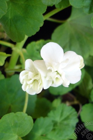 A mobile wallpaper and MMS picture for Apple iPhone 7s, 6s, 5s, 4s, Plus, iPods, iPads, New iPads, Samsung Galaxy S Series and Notes, Sony Ericsson Xperia, LG Mobile Phones, Tablets and Devices: White color Pelargonia -Geranium- flower.
