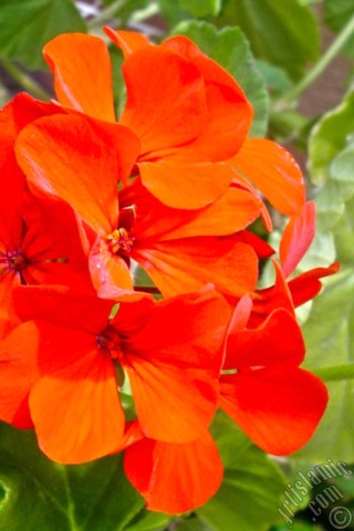 A mobile wallpaper and MMS picture for Apple iPhone 7s, 6s, 5s, 4s, Plus, iPods, iPads, New iPads, Samsung Galaxy S Series and Notes, Sony Ericsson Xperia, LG Mobile Phones, Tablets and Devices: Red Colored Pelargonia -Geranium- Flower.

