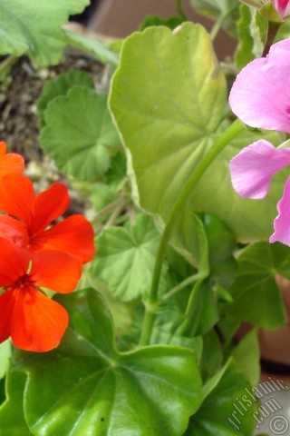 A mobile wallpaper and MMS picture for Apple iPhone 7s, 6s, 5s, 4s, Plus, iPods, iPads, New iPads, Samsung Galaxy S Series and Notes, Sony Ericsson Xperia, LG Mobile Phones, Tablets and Devices: Pink and red color Pelargonia -Geranium- flower.
