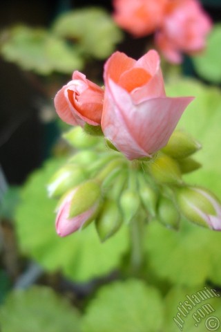 A mobile wallpaper and MMS picture for Apple iPhone 7s, 6s, 5s, 4s, Plus, iPods, iPads, New iPads, Samsung Galaxy S Series and Notes, Sony Ericsson Xperia, LG Mobile Phones, Tablets and Devices: Newly coming out pink color Pelargonia -Geranium- flower.
