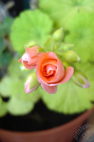 A mobile wallpaper and MMS picture for Apple iPhone 7s, 6s, 5s, 4s, Plus, iPods, iPads, New iPads, Samsung Galaxy S Series and Notes, Sony Ericsson Xperia, LG Mobile Phones, Tablets and Devices: Newly coming out pink color Pelargonia -Geranium- flower.
