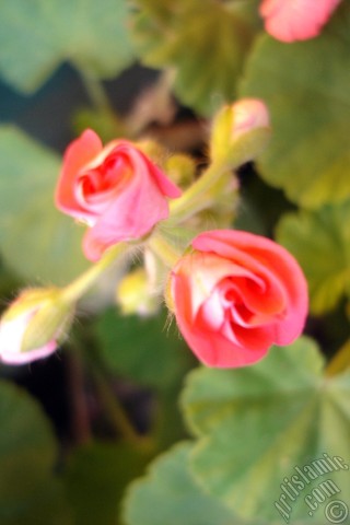 A mobile wallpaper and MMS picture for Apple iPhone 7s, 6s, 5s, 4s, Plus, iPods, iPads, New iPads, Samsung Galaxy S Series and Notes, Sony Ericsson Xperia, LG Mobile Phones, Tablets and Devices: Newly coming out pink color Pelargonia -Geranium- flower.
