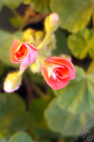 A mobile wallpaper and MMS picture for Apple iPhone 7s, 6s, 5s, 4s, Plus, iPods, iPads, New iPads, Samsung Galaxy S Series and Notes, Sony Ericsson Xperia, LG Mobile Phones, Tablets and Devices: Newly coming out pink color Pelargonia -Geranium- flower.
