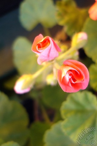A mobile wallpaper and MMS picture for Apple iPhone 7s, 6s, 5s, 4s, Plus, iPods, iPads, New iPads, Samsung Galaxy S Series and Notes, Sony Ericsson Xperia, LG Mobile Phones, Tablets and Devices: Newly coming out pink color Pelargonia -Geranium- flower.
