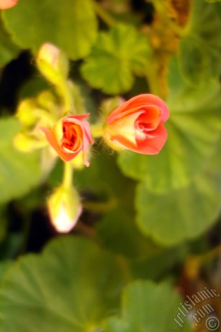 A mobile wallpaper and MMS picture for Apple iPhone 7s, 6s, 5s, 4s, Plus, iPods, iPads, New iPads, Samsung Galaxy S Series and Notes, Sony Ericsson Xperia, LG Mobile Phones, Tablets and Devices: Newly coming out pink color Pelargonia -Geranium- flower.
