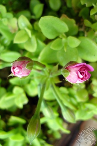 A mobile wallpaper and MMS picture for Apple iPhone 7s, 6s, 5s, 4s, Plus, iPods, iPads, New iPads, Samsung Galaxy S Series and Notes, Sony Ericsson Xperia, LG Mobile Phones, Tablets and Devices: Newly coming out pink color Pelargonia -Geranium- flower.
