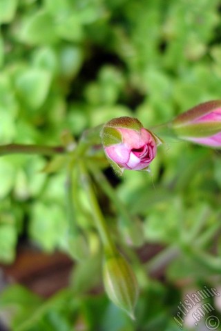 A mobile wallpaper and MMS picture for Apple iPhone 7s, 6s, 5s, 4s, Plus, iPods, iPads, New iPads, Samsung Galaxy S Series and Notes, Sony Ericsson Xperia, LG Mobile Phones, Tablets and Devices: Newly coming out pink color Pelargonia -Geranium- flower.
