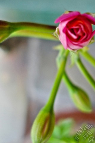 A mobile wallpaper and MMS picture for Apple iPhone 7s, 6s, 5s, 4s, Plus, iPods, iPads, New iPads, Samsung Galaxy S Series and Notes, Sony Ericsson Xperia, LG Mobile Phones, Tablets and Devices: Newly coming out pink color Pelargonia -Geranium- flower.
