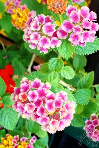 A mobile wallpaper and MMS picture for Apple iPhone 7s, 6s, 5s, 4s, Plus, iPods, iPads, New iPads, Samsung Galaxy S Series and Notes, Sony Ericsson Xperia, LG Mobile Phones, Tablets and Devices: Lantana camara -bush lantana- flower.
