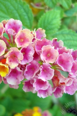 A mobile wallpaper and MMS picture for Apple iPhone 7s, 6s, 5s, 4s, Plus, iPods, iPads, New iPads, Samsung Galaxy S Series and Notes, Sony Ericsson Xperia, LG Mobile Phones, Tablets and Devices: Lantana camara -bush lantana- flower.
