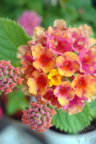 A mobile wallpaper and MMS picture for Apple iPhone 7s, 6s, 5s, 4s, Plus, iPods, iPads, New iPads, Samsung Galaxy S Series and Notes, Sony Ericsson Xperia, LG Mobile Phones, Tablets and Devices: Lantana camara -bush lantana- flower.
