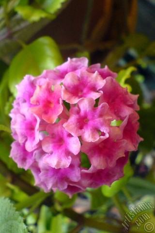 A mobile wallpaper and MMS picture for Apple iPhone 7s, 6s, 5s, 4s, Plus, iPods, iPads, New iPads, Samsung Galaxy S Series and Notes, Sony Ericsson Xperia, LG Mobile Phones, Tablets and Devices: Lantana camara -bush lantana- flower.
