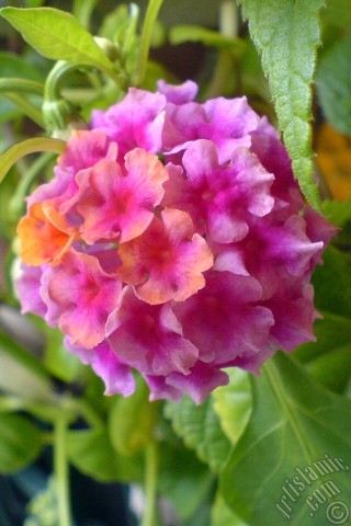 A mobile wallpaper and MMS picture for Apple iPhone 7s, 6s, 5s, 4s, Plus, iPods, iPads, New iPads, Samsung Galaxy S Series and Notes, Sony Ericsson Xperia, LG Mobile Phones, Tablets and Devices: Lantana camara -bush lantana- flower.
