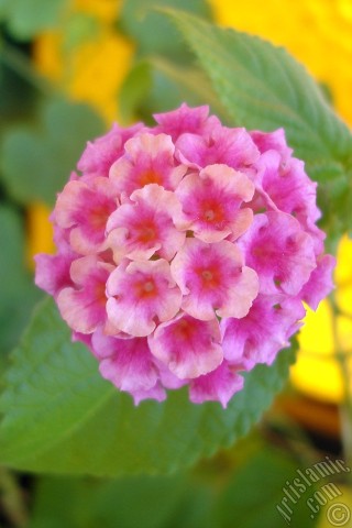 A mobile wallpaper and MMS picture for Apple iPhone 7s, 6s, 5s, 4s, Plus, iPods, iPads, New iPads, Samsung Galaxy S Series and Notes, Sony Ericsson Xperia, LG Mobile Phones, Tablets and Devices: Lantana camara -bush lantana- flower.
