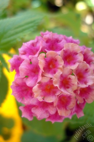 A mobile wallpaper and MMS picture for Apple iPhone 7s, 6s, 5s, 4s, Plus, iPods, iPads, New iPads, Samsung Galaxy S Series and Notes, Sony Ericsson Xperia, LG Mobile Phones, Tablets and Devices: Lantana camara -bush lantana- flower.
