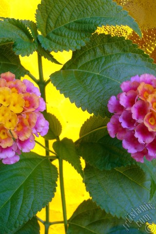 A mobile wallpaper and MMS picture for Apple iPhone 7s, 6s, 5s, 4s, Plus, iPods, iPads, New iPads, Samsung Galaxy S Series and Notes, Sony Ericsson Xperia, LG Mobile Phones, Tablets and Devices: Lantana camara -bush lantana- flower.
