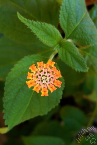 A mobile wallpaper and MMS picture for Apple iPhone 7s, 6s, 5s, 4s, Plus, iPods, iPads, New iPads, Samsung Galaxy S Series and Notes, Sony Ericsson Xperia, LG Mobile Phones, Tablets and Devices: Lantana camara -bush lantana- flower.
