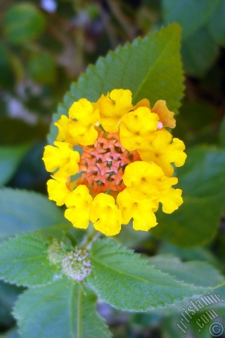 A mobile wallpaper and MMS picture for Apple iPhone 7s, 6s, 5s, 4s, Plus, iPods, iPads, New iPads, Samsung Galaxy S Series and Notes, Sony Ericsson Xperia, LG Mobile Phones, Tablets and Devices: Lantana camara -bush lantana- flower.
