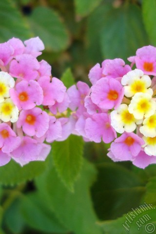 A mobile wallpaper and MMS picture for Apple iPhone 7s, 6s, 5s, 4s, Plus, iPods, iPads, New iPads, Samsung Galaxy S Series and Notes, Sony Ericsson Xperia, LG Mobile Phones, Tablets and Devices: Lantana camara -bush lantana- flower.
