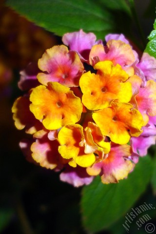 A mobile wallpaper and MMS picture for Apple iPhone 7s, 6s, 5s, 4s, Plus, iPods, iPads, New iPads, Samsung Galaxy S Series and Notes, Sony Ericsson Xperia, LG Mobile Phones, Tablets and Devices: Lantana camara -bush lantana- flower.
