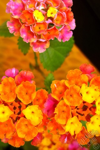 A mobile wallpaper and MMS picture for Apple iPhone 7s, 6s, 5s, 4s, Plus, iPods, iPads, New iPads, Samsung Galaxy S Series and Notes, Sony Ericsson Xperia, LG Mobile Phones, Tablets and Devices: Lantana camara -bush lantana- flower.
