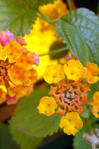 A mobile wallpaper and MMS picture for Apple iPhone 7s, 6s, 5s, 4s, Plus, iPods, iPads, New iPads, Samsung Galaxy S Series and Notes, Sony Ericsson Xperia, LG Mobile Phones, Tablets and Devices: Lantana camara -bush lantana- flower.
