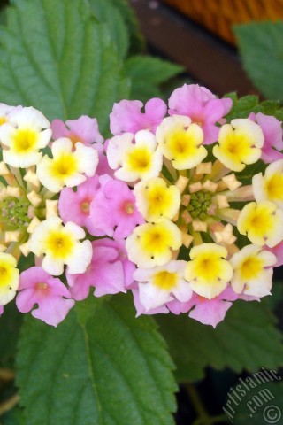 A mobile wallpaper and MMS picture for Apple iPhone 7s, 6s, 5s, 4s, Plus, iPods, iPads, New iPads, Samsung Galaxy S Series and Notes, Sony Ericsson Xperia, LG Mobile Phones, Tablets and Devices: Lantana camara -bush lantana- flower.
