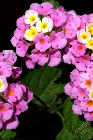 A mobile wallpaper and MMS picture for Apple iPhone 7s, 6s, 5s, 4s, Plus, iPods, iPads, New iPads, Samsung Galaxy S Series and Notes, Sony Ericsson Xperia, LG Mobile Phones, Tablets and Devices: Lantana camara -bush lantana- flower.
