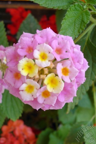 A mobile wallpaper and MMS picture for Apple iPhone 7s, 6s, 5s, 4s, Plus, iPods, iPads, New iPads, Samsung Galaxy S Series and Notes, Sony Ericsson Xperia, LG Mobile Phones, Tablets and Devices: Lantana camara -bush lantana- flower.
