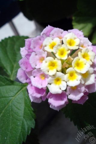 A mobile wallpaper and MMS picture for Apple iPhone 7s, 6s, 5s, 4s, Plus, iPods, iPads, New iPads, Samsung Galaxy S Series and Notes, Sony Ericsson Xperia, LG Mobile Phones, Tablets and Devices: Lantana camara -bush lantana- flower.

