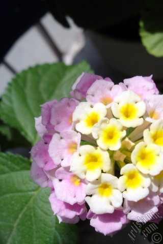 A mobile wallpaper and MMS picture for Apple iPhone 7s, 6s, 5s, 4s, Plus, iPods, iPads, New iPads, Samsung Galaxy S Series and Notes, Sony Ericsson Xperia, LG Mobile Phones, Tablets and Devices: Lantana camara -bush lantana- flower.
