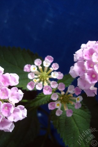 A mobile wallpaper and MMS picture for Apple iPhone 7s, 6s, 5s, 4s, Plus, iPods, iPads, New iPads, Samsung Galaxy S Series and Notes, Sony Ericsson Xperia, LG Mobile Phones, Tablets and Devices: Lantana camara -bush lantana- flower.
