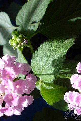 A mobile wallpaper and MMS picture for Apple iPhone 7s, 6s, 5s, 4s, Plus, iPods, iPads, New iPads, Samsung Galaxy S Series and Notes, Sony Ericsson Xperia, LG Mobile Phones, Tablets and Devices: Lantana camara -bush lantana- flower.
