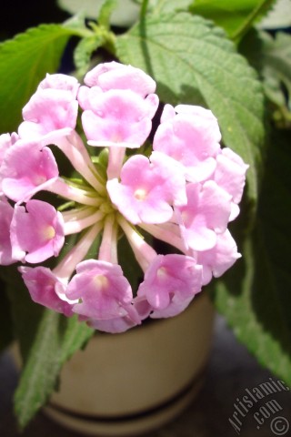 A mobile wallpaper and MMS picture for Apple iPhone 7s, 6s, 5s, 4s, Plus, iPods, iPads, New iPads, Samsung Galaxy S Series and Notes, Sony Ericsson Xperia, LG Mobile Phones, Tablets and Devices: Lantana camara -bush lantana- flower.

